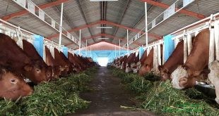 Indonesia Miliki Masa Depan Swasembada Daging Melalui Belgian Blue