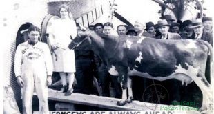 Nellie Jay Sapi Pertama yang Terbang dan Diperah di Angkasa