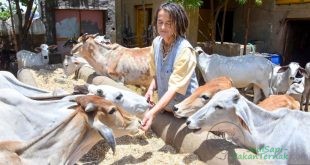 Kisah Warga Jerman yang Mengabdi untuk Merawat 1.800 Sapi Sakit di India