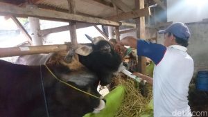 Jelang Kurban Peternak di Brebes Cekoki Sapi dengan Jamu