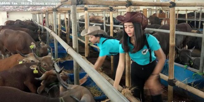 SPG Cantik dan Sapi Gratis Jadi Senjata Tarik Pembeli Hewan Kurban ...
