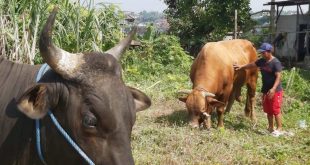 sapi-limosin-bpn-2019