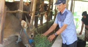 Lakukan Penggemukan Sapi Bali Pria Ini Sukses Makmurkan Peternak di Desanya