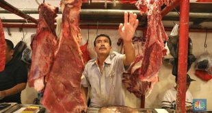 Potret Program Swasembada Daging Jokowi di Mata Pengusaha
