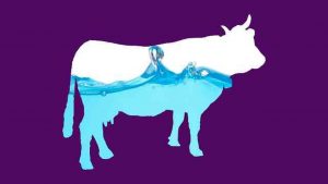 Muslihat Sapi Gelonggongan untuk Meraup Keuntungan