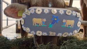 Bertujuan memperbaiki kondisi sapi agar menghasilkan susu yang melimpah.