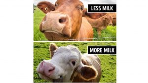 Sapi di Rusia Ini Pakai Kacamata VR untuk Menurunkan Tingkat Stres (3)