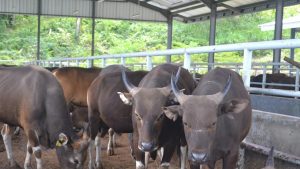 Ketiadaan Pakan Ternak Bikin Puluhan Sapi di NTT Mati