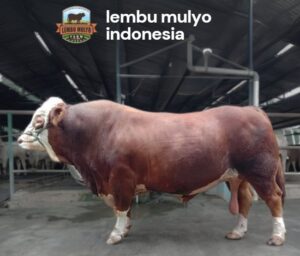 CV. Lembu Mulyo Indonesia