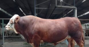 CV. Lembu Mulyo Indonesia