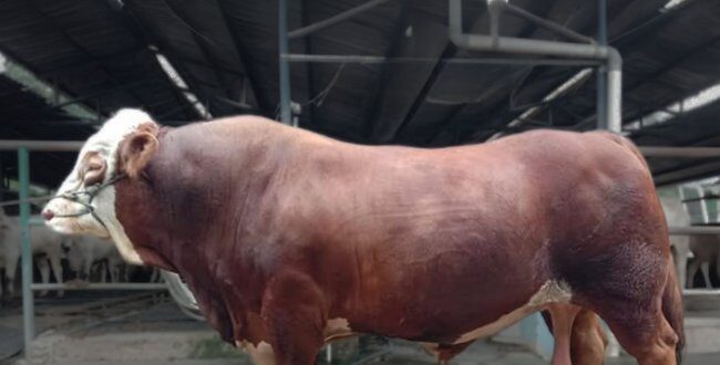 CV. Lembu Mulyo Indonesia