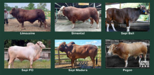 Jenis Sapi Lembu Mulyo